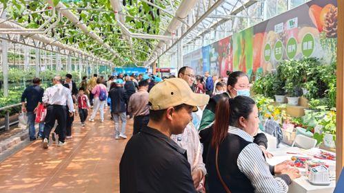 寿光网红大瓜 热心的朝阳群众吃瓜51,朝阳群众51吃瓜狂欢